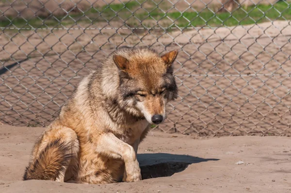 Een Mooie Wolf Liggen Rusten Dierentuin Een Zonnige Overdag — Stockfoto