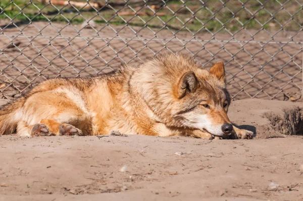Bir güzel kurt yalan ve hayvanat bahçesinde bir güneşli gündüzleri istirahat.