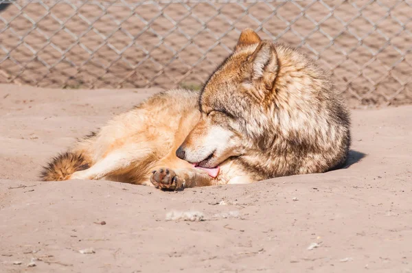 Bir güzel kurt yalan ve hayvanat bahçesinde bir güneşli gündüzleri istirahat.