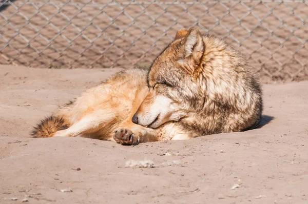 Bir güzel kurt yalan ve hayvanat bahçesinde bir güneşli gündüzleri istirahat.