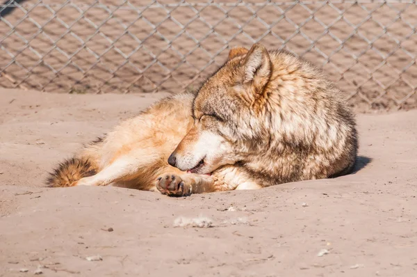 Bir güzel kurt yalan ve hayvanat bahçesinde bir güneşli gündüzleri istirahat.