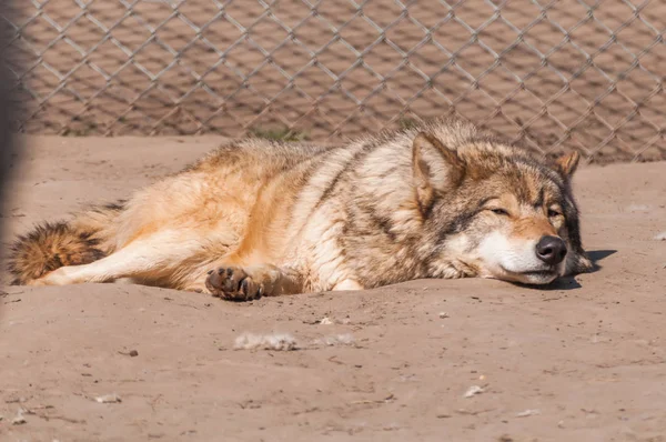 Een Mooie Wolf Liggen Rusten Dierentuin Een Zonnige Overdag — Stockfoto
