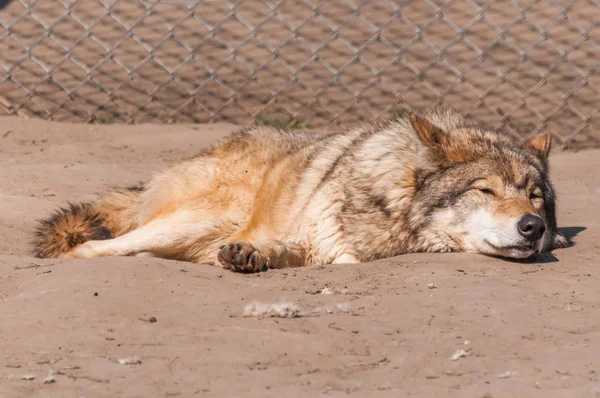 Een Mooie Wolf Liggen Rusten Dierentuin Een Zonnige Overdag — Stockfoto