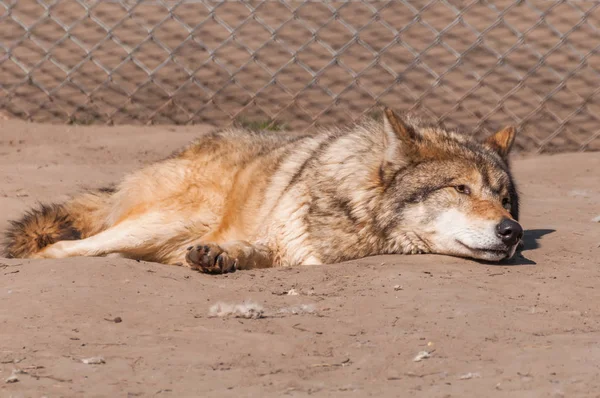 Bir güzel kurt yalan ve hayvanat bahçesinde bir güneşli gündüzleri istirahat.