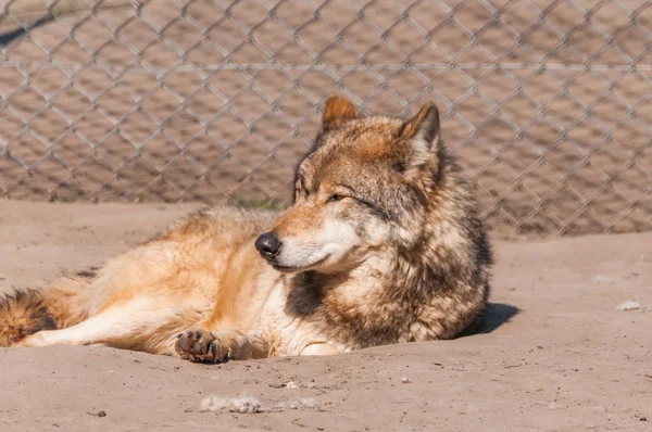 Bir güzel kurt yalan ve hayvanat bahçesinde bir güneşli gündüzleri istirahat.