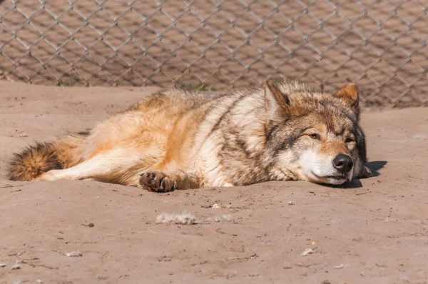 Bir güzel kurt yalan ve hayvanat bahçesinde bir güneşli gündüzleri istirahat.