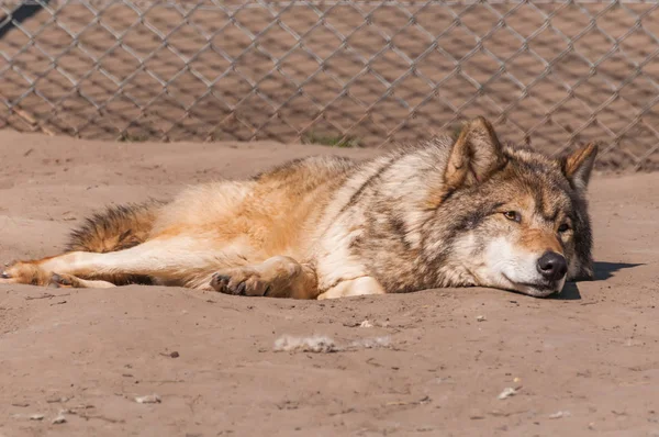 Een Mooie Wolf Liggen Rusten Dierentuin Een Zonnige Overdag — Stockfoto