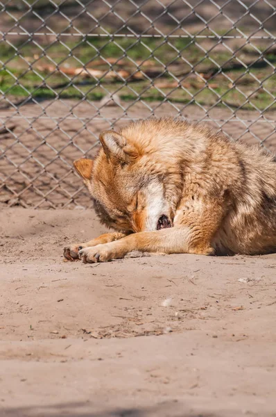 Bir güzel kurt yalan ve hayvanat bahçesinde bir güneşli gündüzleri istirahat.