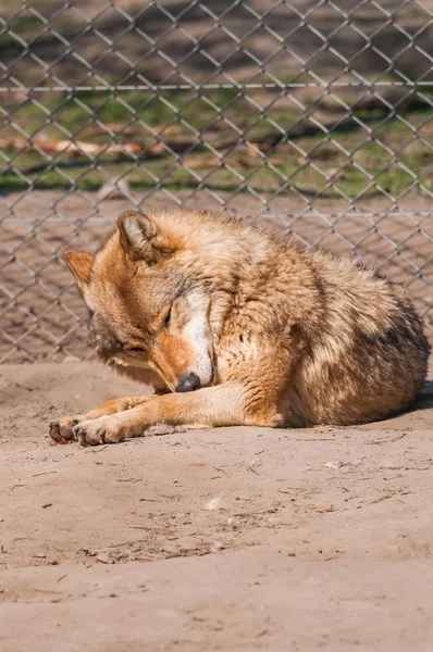 Bir güzel kurt yalan ve hayvanat bahçesinde bir güneşli gündüzleri istirahat.