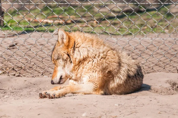 Een Mooie Wolf Liggen Rusten Dierentuin Een Zonnige Overdag — Stockfoto