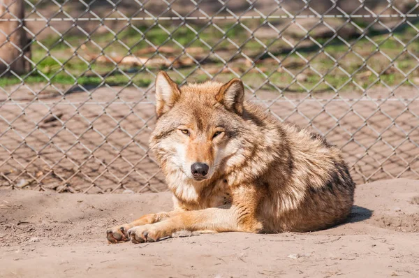 Een Mooie Wolf Liggen Rusten Dierentuin Een Zonnige Overdag — Stockfoto