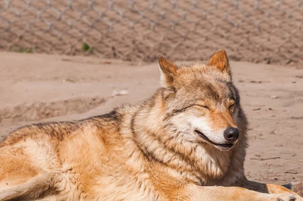 Een Mooie Wolf Liggen Rusten Dierentuin Een Zonnige Overdag — Stockfoto