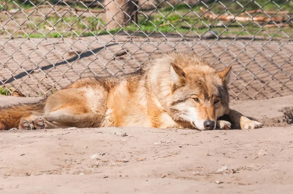 Bir güzel kurt yalan ve hayvanat bahçesinde bir güneşli gündüzleri istirahat.