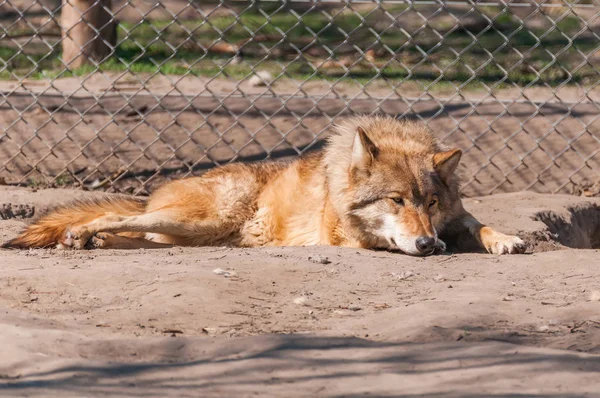 Een Mooie Wolf Liggen Rusten Dierentuin Een Zonnige Overdag — Stockfoto