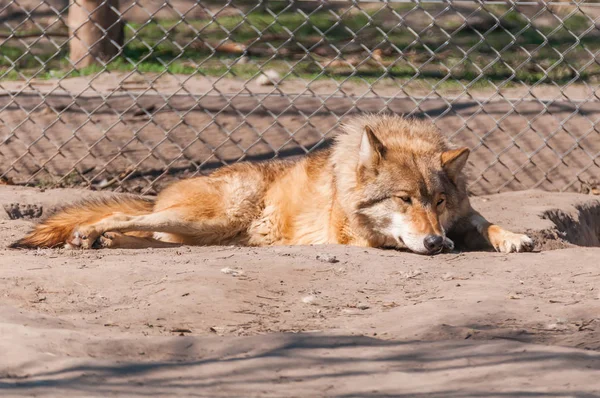Bir güzel kurt yalan ve hayvanat bahçesinde bir güneşli gündüzleri istirahat.