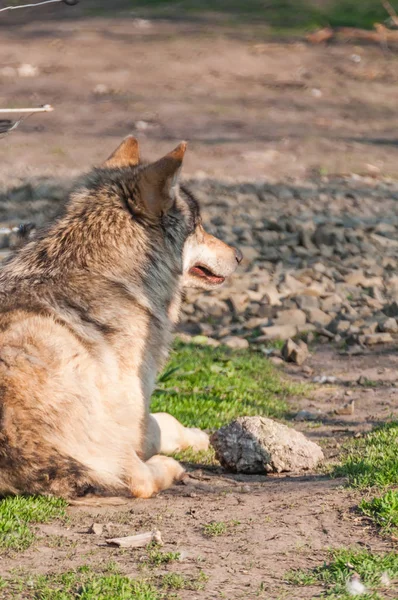 动物园环境中美丽的狼的肖像 — 图库照片