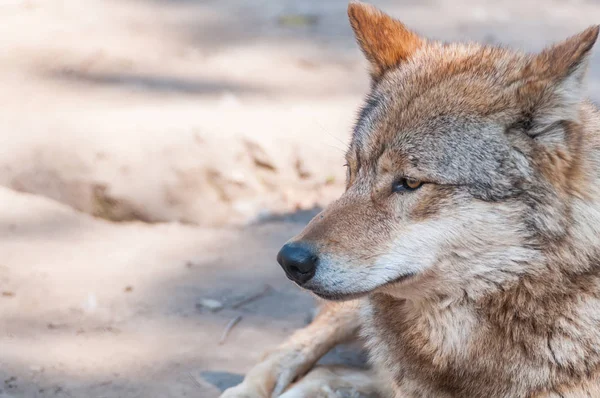 Portret Van Een Mooie Wolf Omgeving Van Dierentuin — Stockfoto