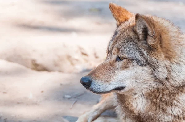 Hayvanat Bahçesi ortamında güzel bir kurt portresi.