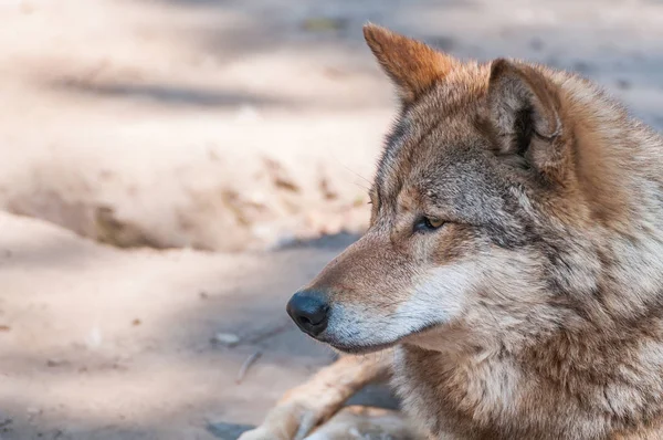 Hayvanat Bahçesi ortamında güzel bir kurt portresi.