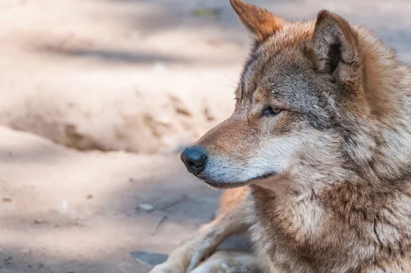 Hayvanat Bahçesi ortamında güzel bir kurt portresi.