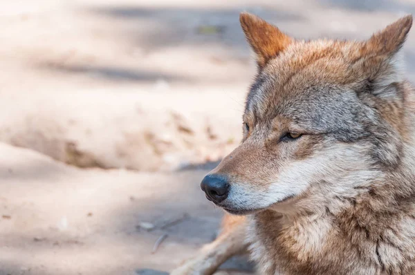Hayvanat Bahçesi ortamında güzel bir kurt portresi.