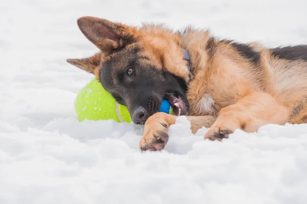 Ein Schöner Verspielter Schäferhund Der Winter Schnee Mit Einem Tennisball — Stockfoto