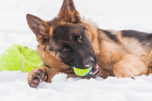 Bel Cane Pastore Tedesco Giocoso Che Gioca Con Una Palla — Foto Stock