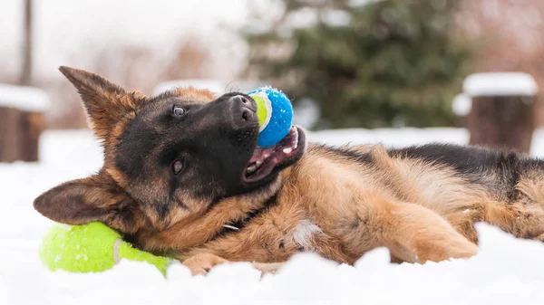 Bel Cane Pastore Tedesco Giocoso Che Gioca Con Una Palla — Foto Stock