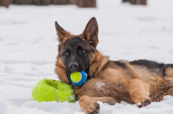 Krásné Hravé Německý Ovčák Štěně Pes Hrát Tenisák Zimu Sněhu — Stock fotografie