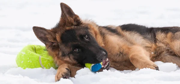 Krásné Hravé Německý Ovčák Štěně Pes Hrát Tenisák Zimu Sněhu — Stock fotografie