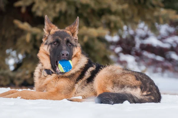 雪で冬にテニスボールで遊ぶ美しい遊び心のあるジャーマン シェパード子犬犬 — ストック写真