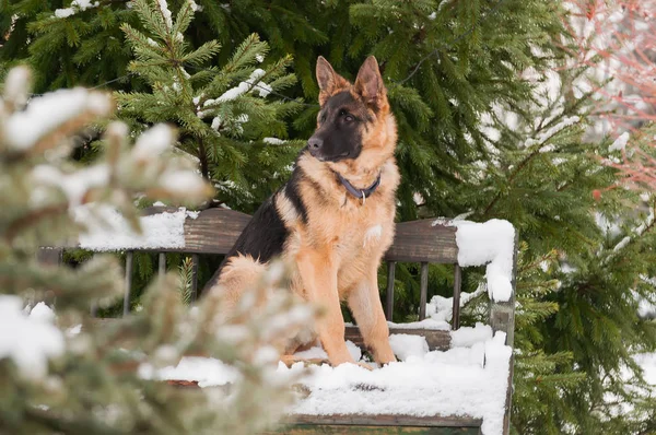 Kış ahşap bir bankta oturan bir güzel oynak Alman çoban köpek.