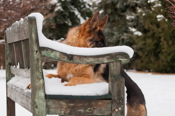 Hermoso Perro Pastor Alemán Juguetón Pie Banco Madera Invierno — Foto de Stock