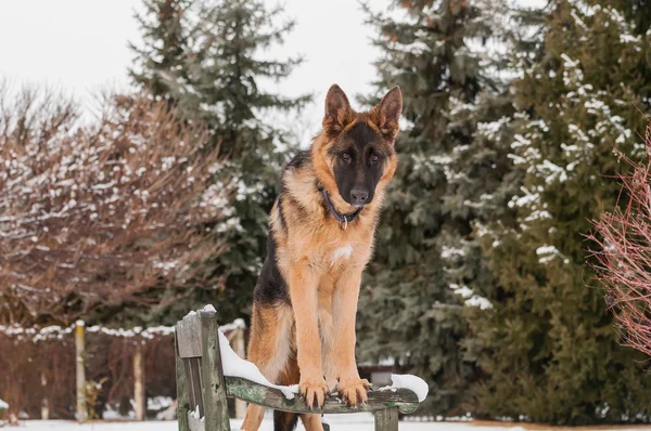 美しく遊び心のあるジャーマン シェパードの子犬の犬の地位は冬で木製ベンチの — ストック写真