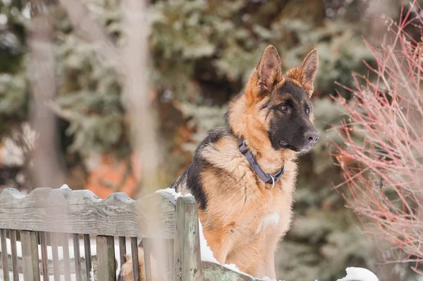 美しく遊び心のあるジャーマン シェパードの子犬の犬の地位は冬で木製ベンチの — ストック写真