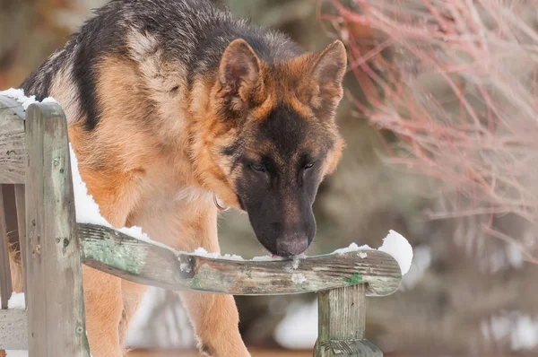 A beautiful playful german shepherd puppy dog standing on a wooden bench at winter.