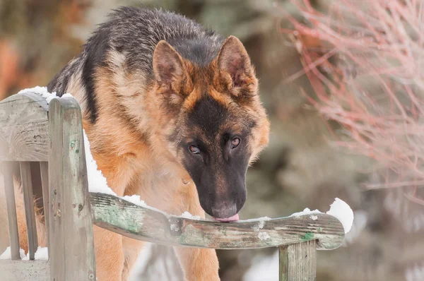 A beautiful playful german shepherd puppy dog standing on a wooden bench at winter.