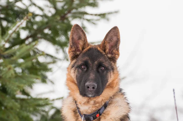 Portrait of a beautiful german shepherd puppy dog at winter.