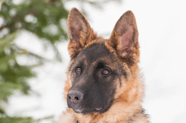 Bir Güzel Alman Çoban Köpek Yavrusu Kış Portresi — Stok fotoğraf