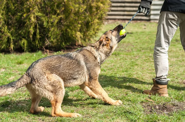 Cachorro Pastor Alemán Entrenado Por Entrenador Perros Con Una Pelota — Foto de Stock