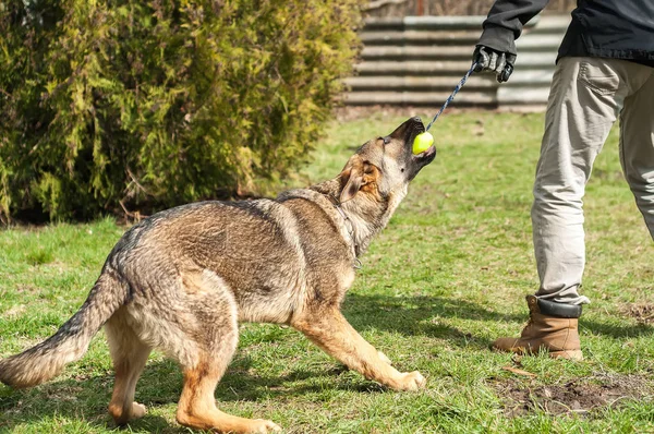 Cachorro Pastor Alemán Entrenado Por Entrenador Perros Con Una Pelota — Foto de Stock