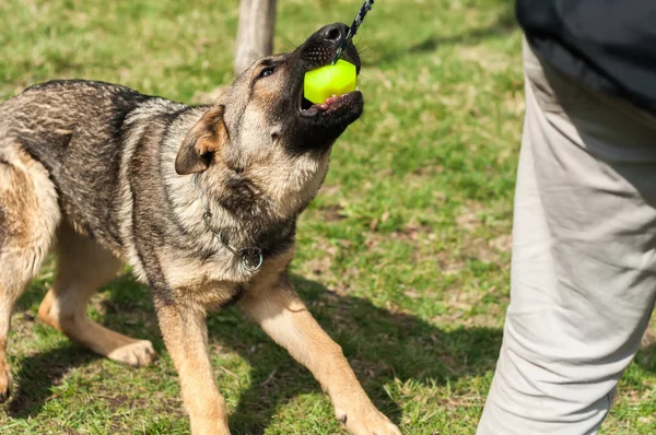 German Shepherd Puppy Trained Dog Trainer Ball Green Environment Sunny — Stock Photo, Image