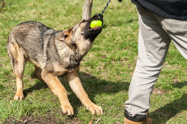 German Shepherd Puppy Trained Dog Trainer Ball Green Environment Sunny — Stock Photo, Image