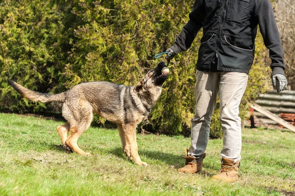 Ein Schäferhund Welpe Der Von Einer Hundetrainerin Mit Einem Ball — Stockfoto