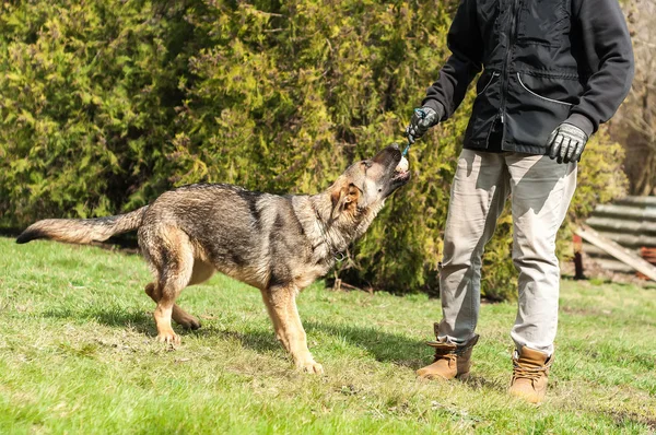 Bir Alman çoban köpek yavrusu köpek eğitmeni ile bir top yeşil bir çevrede güneşli bir bahar eğitim.