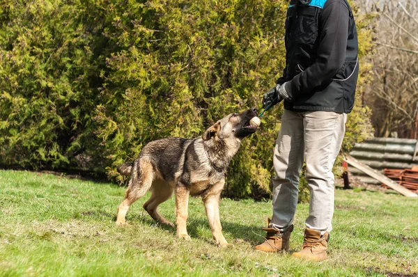 Ein Schäferhund Welpe Der Von Einer Hundetrainerin Mit Einem Ball — Stockfoto