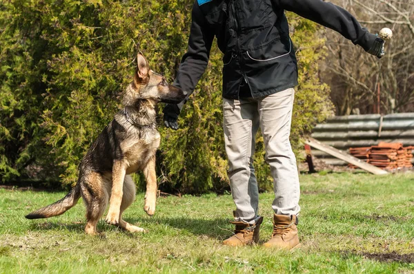 Bir Alman çoban köpek yavrusu köpek eğitmeni ile bir top yeşil bir çevrede güneşli bir bahar eğitim.