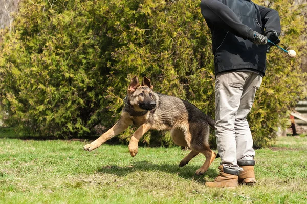 Ein Schäferhund Welpe Der Von Einer Hundetrainerin Mit Einem Ball — Stockfoto