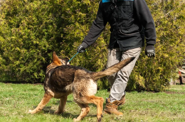 Bir Alman çoban köpek yavrusu köpek eğitmeni ile bir top yeşil bir çevrede güneşli bir bahar eğitim.