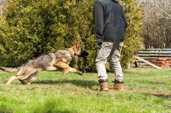 Een Duitse Herder Pup Getraind Door Een Trainer Van Hond — Stockfoto
